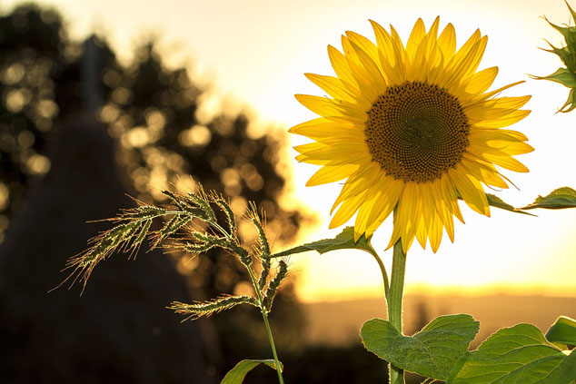 benefits of sunshine - sunflower