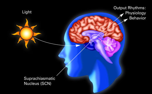 retina to suprachiasmatic nucleus