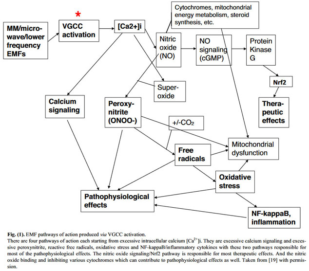 Pall - vgcc activation by nnEMFs - alzheimer's calcium hypothesis