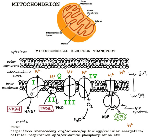 mitochondrion with ETC diagram