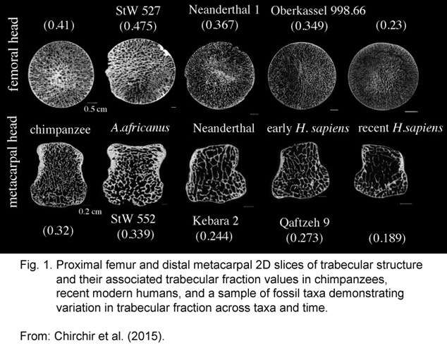 bone structure in modern humans